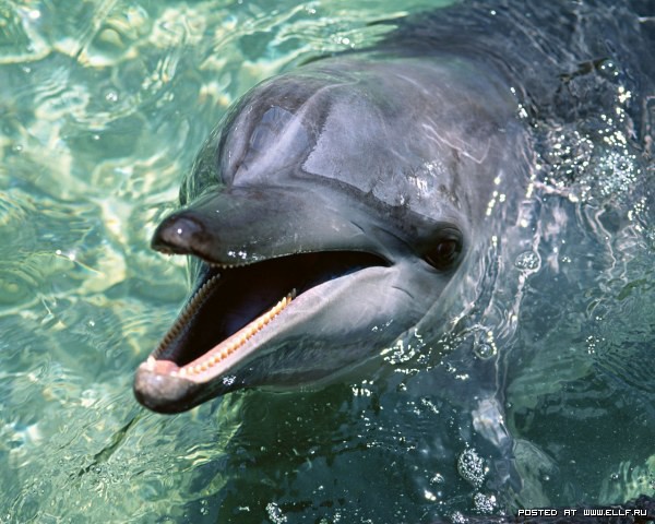   25 фактов о дельфинах