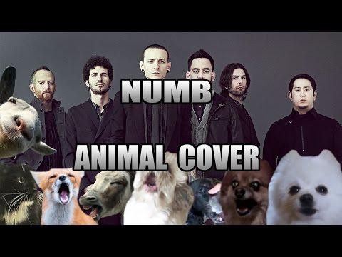 Такого исполнения «Numb» рок-группы Linkin Park вы ещё не слышали! 