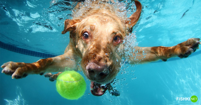 5 фактов о собаках, не обижайте их