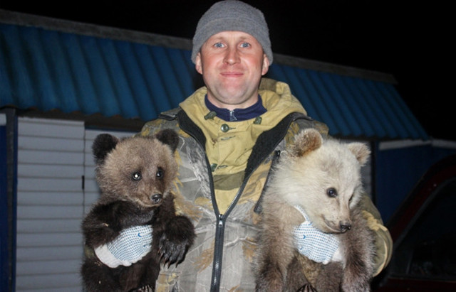 Костромской участковый спас двух осиротевших медвежат