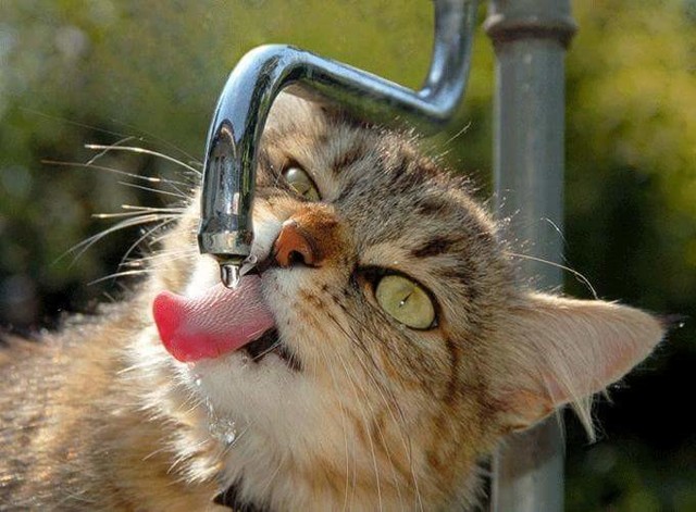 Немножко пятничных котиков