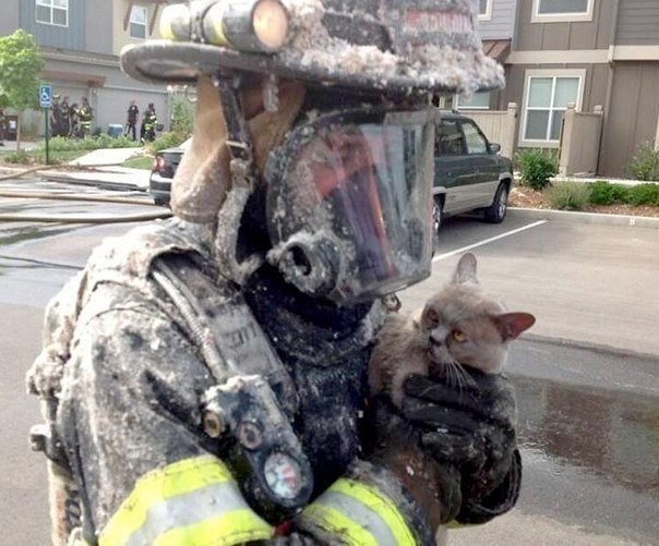 Пожарный спас кота от пожара, кот не впечатлён.