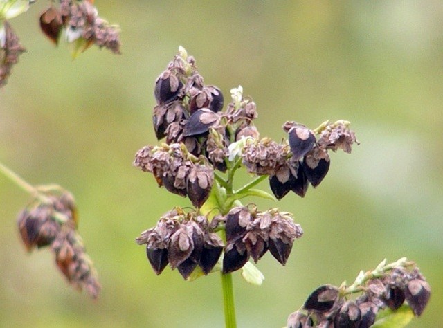 Несколько фактов о пользе гречки