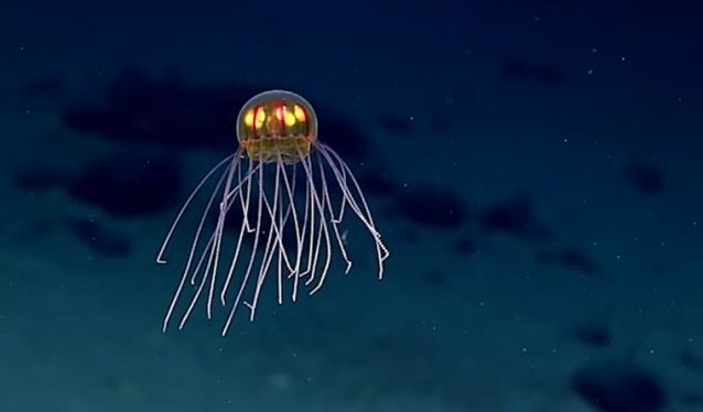 Удивительная медуза-пришелец из Марианской впадины