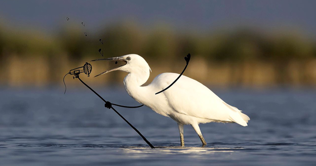 Проект Be Birds: фотограф и художник объединили свои таланты и создают забавные изображения птиц