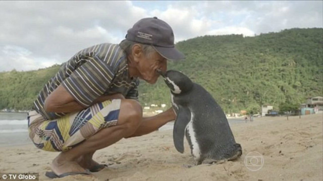 Этот пингвин каждый год проплывает 8 тысяч км, чтобы повидать своего спасителя