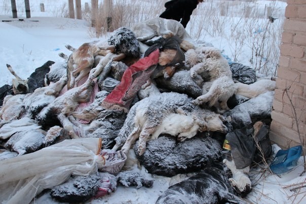 Зоозащитники нашли в подмосковной Ивантеевке свалку из трупов собак