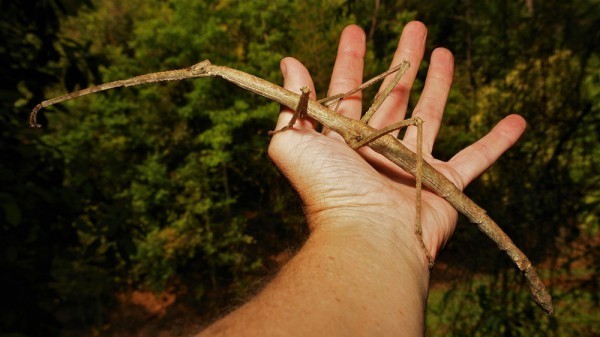 В горах Китая обнаружили самое длинное насекомое в мире