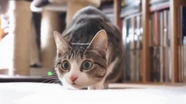 Веселая нарезка про котов!