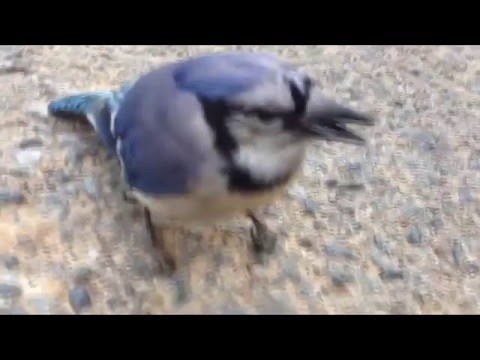 Птичка сломалась