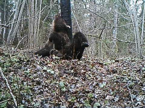 Медвежий танец у пилона.Примечание: в роли пилона старый столб