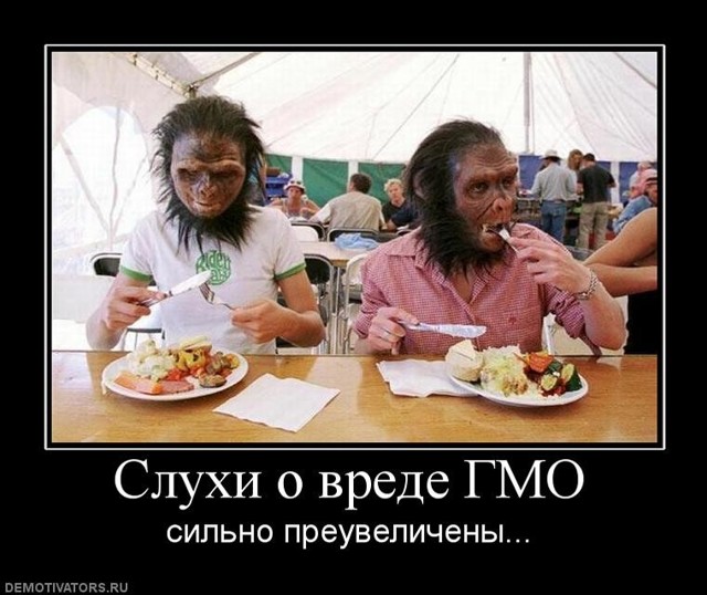 Исследование влияния ГМО на человека