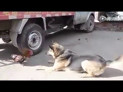 Дерзкий петух нападает на собаку
