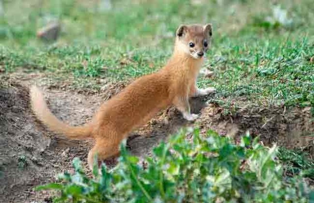 Красная книга России  