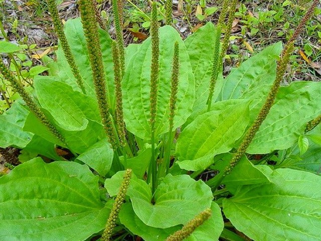 Лекарственные растения России