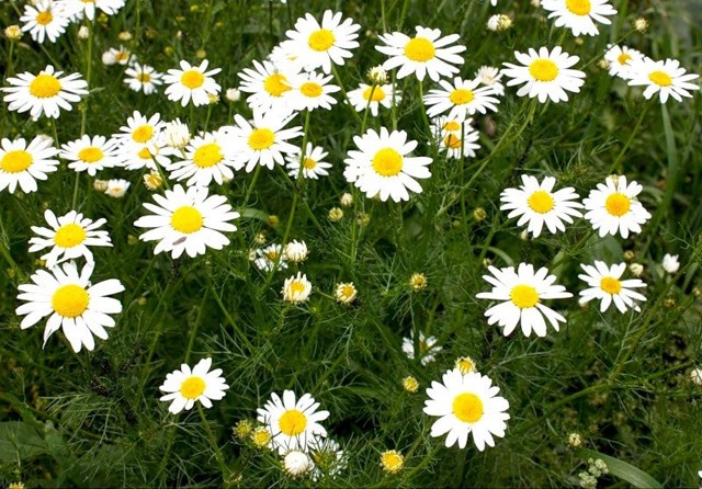 Лекарственные растения России