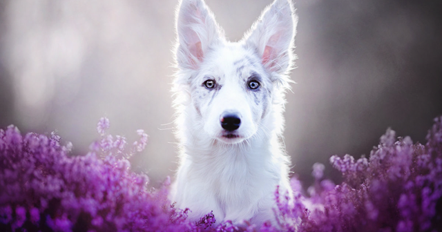 Польский фотограф делает самые красивые фотографии собак в мире