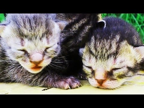 Кто здесь плачет? 