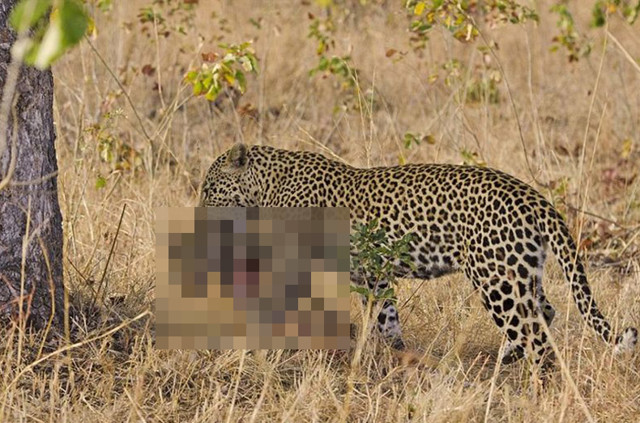 Леопард, во время ухаживания за самкой, убил ее детеныша