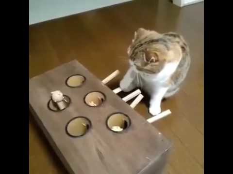 Чем занять кота на весь день