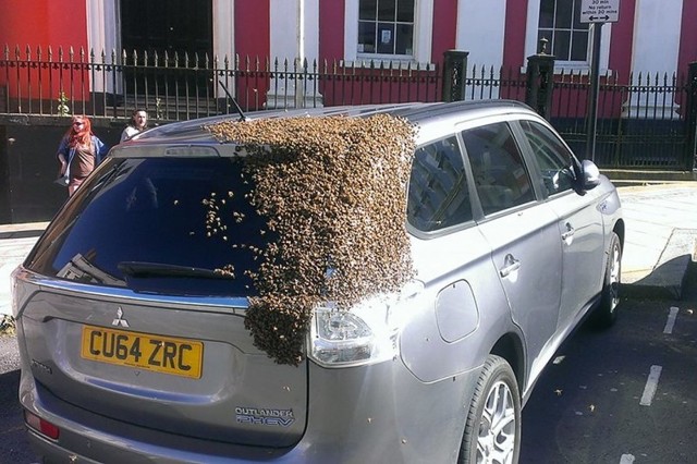 Рой пчёл два дня преследовал автомобиль, хозяин машины с трудом избавился от них