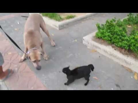 Кошка защитила своих котят