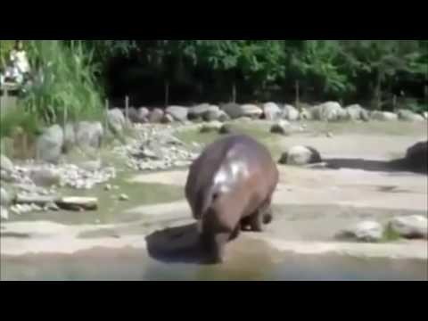Бегемот развеселил посетителей зоопарка
