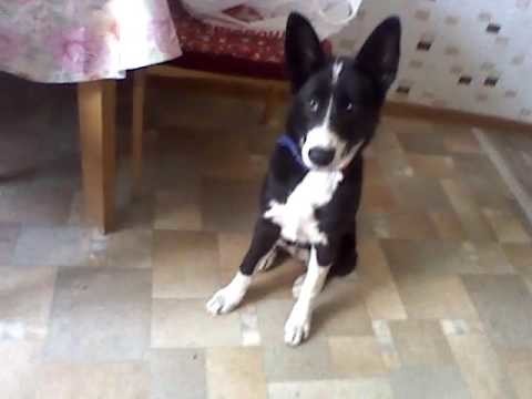 Хор голодных, или утро начинается не с кофе.