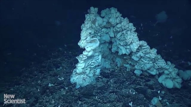 В Тихом океане нашли самую большую губку в мире
