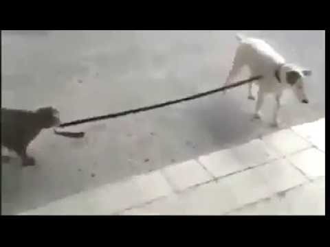 Кот ведет собаку домой