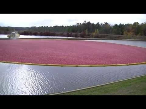 Сбор урожая клюквы в промышленных масштабах