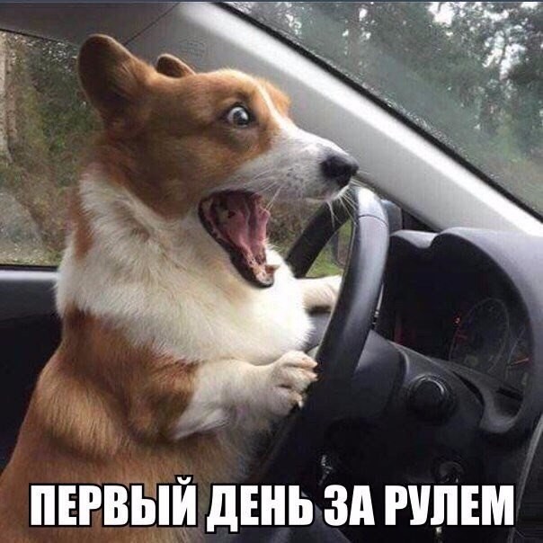 Смешные картинки 