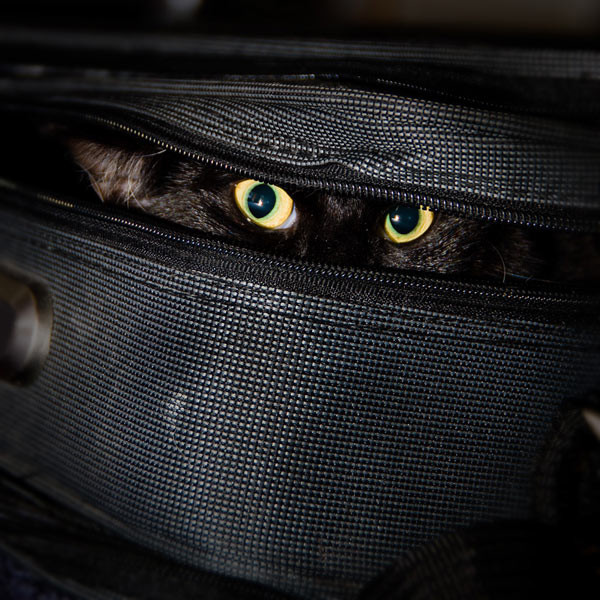 Коты- ниндзя