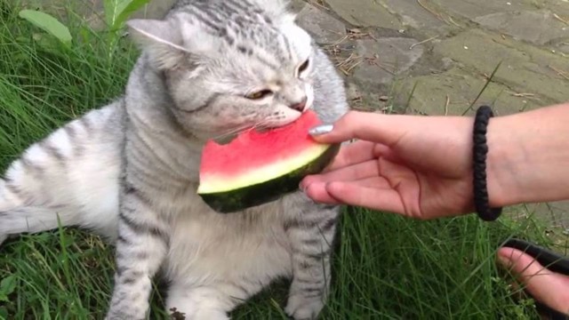 Нетипичные котэ