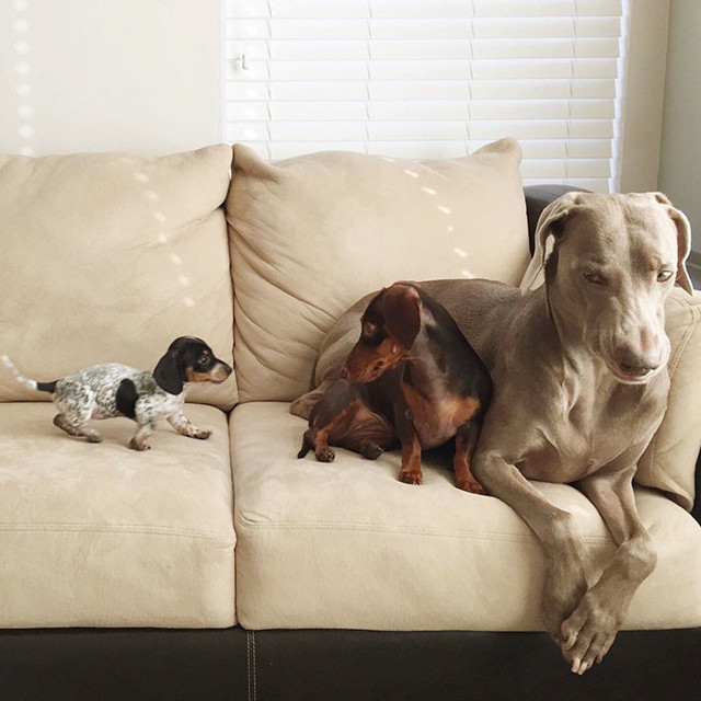 Две собаки приняли нового щенка как родного, доказывая, что среди животных существует дружба