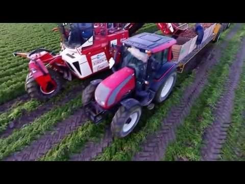 Современная технология сбора моркови