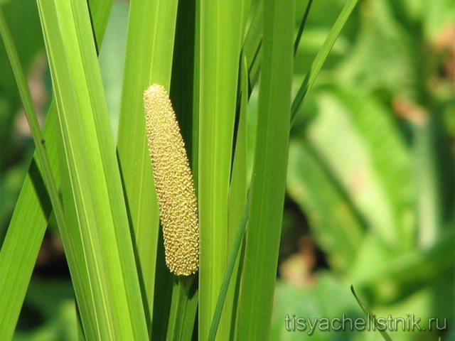 Лекарственные растения России