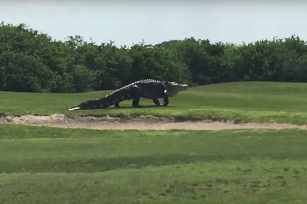 Гигантский аллигатор прогулялся по полю для гольфа во Флориде 