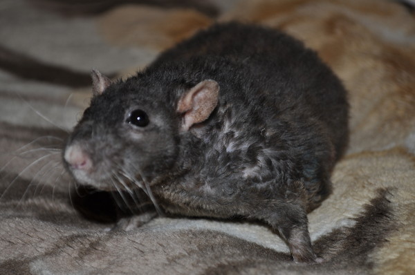 25 фактов о крысах