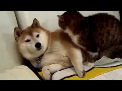 Кошки и собаки