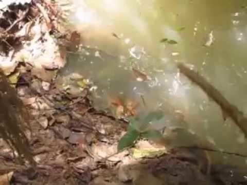 Любопытным быть опасно