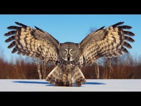Интересные факты - Совы
