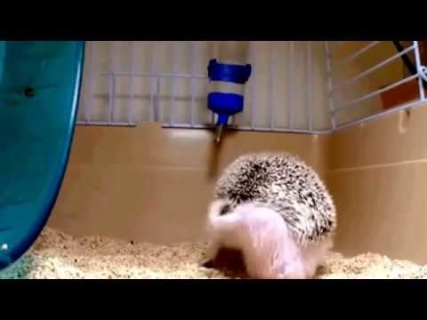 Вы когда нибудь видели как чешется ёжик?
