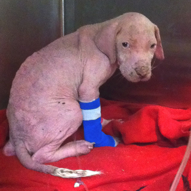 Щенок питбуля не мог поверить в то, что его спаситель вернулся, чтобы забрать его