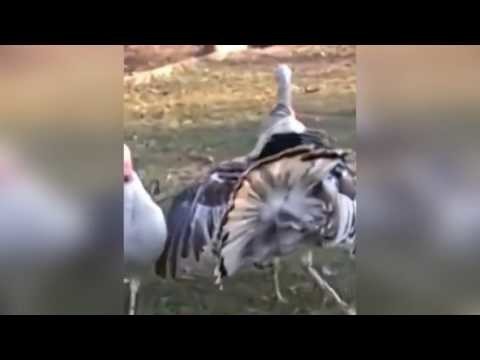 Влюбленный индюк совсем потерял голову