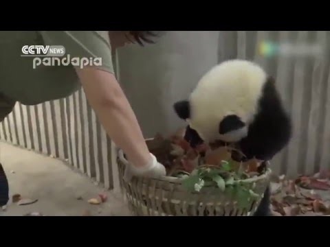 Маленькие "панды-хулиганы"