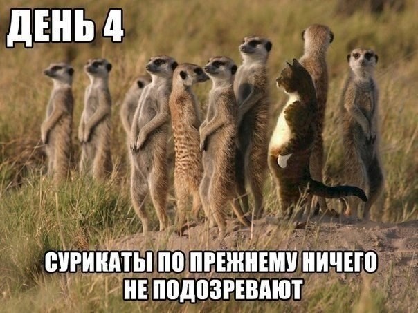 Доза хорошего юмора на сегодня