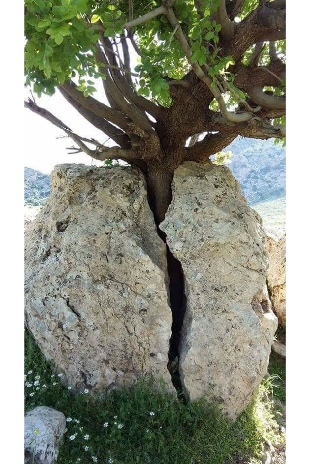 Дерево, расколовшее камень