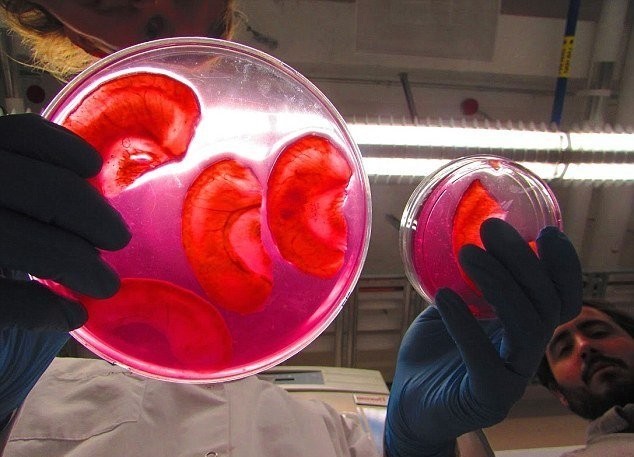 Ученый вырастил ухо человека из яблока