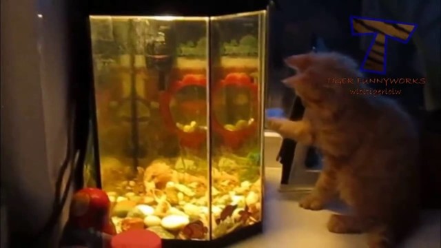 Пятничных котиков вам в ленту